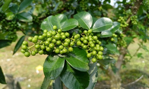 【中药金毛狗功效作用与主治】中药金钥匙的功效与作用 - 中药金毛狗功效作用网