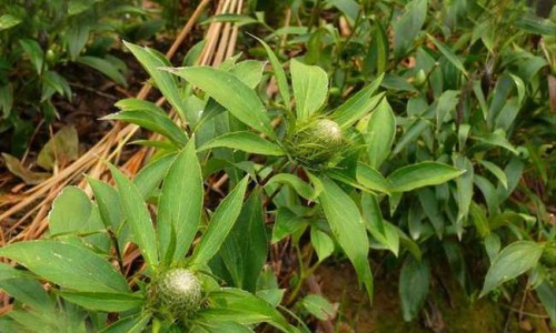 【中药金毛狗功效作用与主治】中药金钥匙的功效与作用 - 中药金毛狗功效作用网